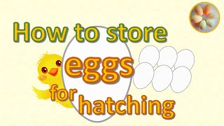 How to store fertile eggs for hatching [upl. by Ytsihc]