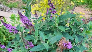 Plant Spotlight Buddleia Butterfly Bush A pollinator magnet in my GAzone 8a garden [upl. by Suiravat]