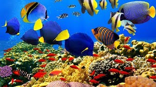 4K The most beautiful coral reefs and undersea creature on earth [upl. by Letsirhc]