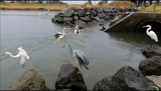 Water Birds Feasting on Bait Fish After Heavy Rain Patterson River [upl. by Nyrak]