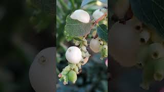 Symphoricarpos rivularis  Tears of Italy Lacrime dItalia  the REAL APPENNINO plant [upl. by Dwane]