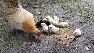 mothers hen call her baby chicks to eat chicken sound [upl. by Eserehc]