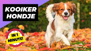 Nederlandse Kooikerhondje 🐶 The Rare DuckHunting Dogs  1 Minute Animals [upl. by Hbaruas]