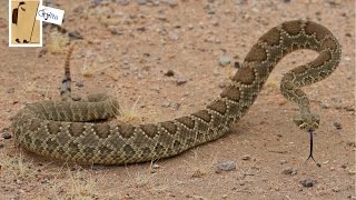 Mojave Green Rattlesnake [upl. by Grunenwald]