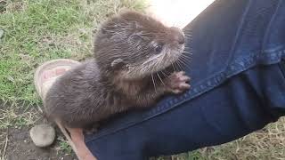 baby otter yuki learn to eat catfood hi protein [upl. by Adni]