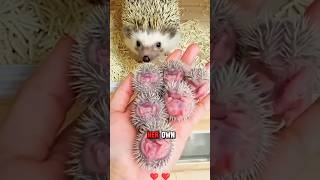 Woman Saves a Hedgehog’s Life by Rescuing It from a Swimming Pool shorts AnimalRescue hedgehog [upl. by Coady]