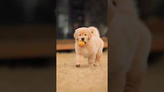 CUTE PUPPY PLAY BALL 🏀  EPICS MOMENTS RECORD ⏺️  doglovers puppy cutedoglovers dogtraining [upl. by Nalyad102]