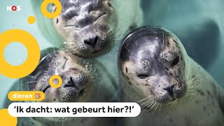 Waarom zijn deze Nederlandse zeehonden populair in Japan [upl. by Aitnis]