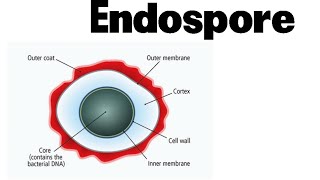 Endospore formation in bacteria animation [upl. by Talie814]