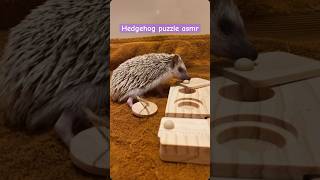 Hedgehog sounds🦔❤️🧩 crunchingsounds cuteanimalsdaily eatingasmr babyanimals smol cutepets [upl. by Naol]