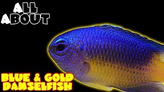 All About The Blue and Gold Damselfish or Gold Belly Damselfish [upl. by Corkhill142]