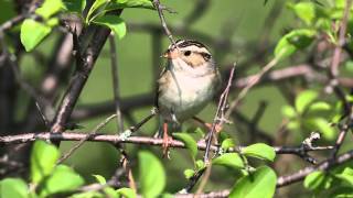 Claycolored Sparrow singing [upl. by Callean698]