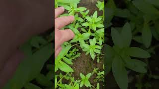 Limnophila aromatica ngò ôm rau thơm vị thuốc herbal [upl. by Alister]