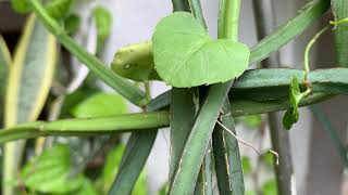 Cissus Quadrangularis General Care Guide Sunlight Propagation Fertilization [upl. by Amzu918]