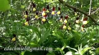 Cypripedium calceolus [upl. by Carine]