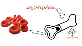 Regulation of erythropoiesis ।l pathogenesis ll barmansir [upl. by Neerroc854]