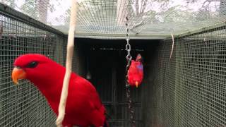 Moluccan Red Lories Pure subspecies [upl. by Aliakam962]