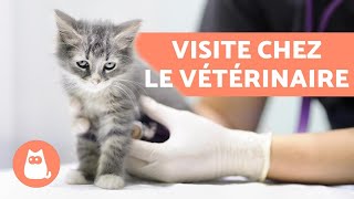 Quand fautil amener son chat chez le vétérinaire   Première visite déparasitage et vaccins [upl. by Aicertap898]