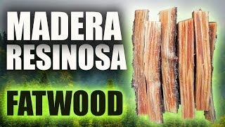 🔥FATWOOD🌲Madera Resinosa✔️¿SABES DÓNDE Y CÓMO ENCONTRAR [upl. by Ethben]