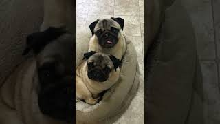 Very Confused Pugs  Funniest Pets of the Week [upl. by Emrich]