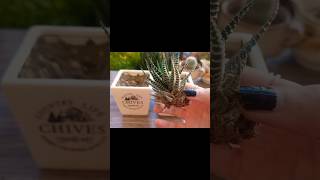 How To Propagate Succulents  How To Grow Succulents succulents propagation gardening [upl. by Liebman279]