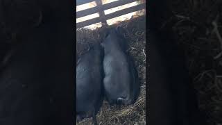 DHURBE HATTI RA GIRLS suppofarm pigeon minifarmer youtube shorts farm [upl. by Talie367]