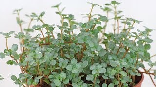 Pilea glauca  libanensis Gray Artillery Plant [upl. by Ityak]