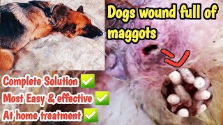 📣 How to treat wound with full of maggots at home  most effective amp easy  Full details ✅ maggots [upl. by Aryc415]