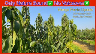 25Feb 2024 Mango Plants Update Nature Sound No Voiceover [upl. by Coltson120]