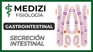 Clase 52 Fisiología Gastrointestinal  Secreción Intestinal IGdoctorpaiva [upl. by Einaj]