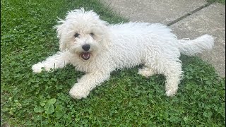 🔴 Live Puppy Grooming  Very First Time  Bichon Frise [upl. by Dahlstrom]