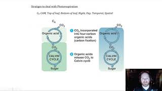 Details  Photorespiration and C3 C4 and CAM Plants [upl. by Almat]