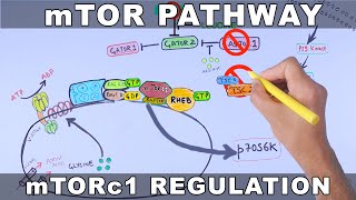 mTOR Pathway and its Regulation [upl. by Annayek]