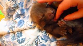 Pet Fox Kit  11 days old [upl. by Mik]