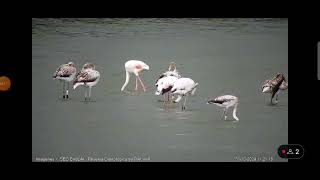 Flamencos Webcam laguna Riet Vell seobirdlife [upl. by Gilbart]