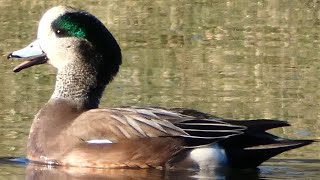 Wigeon duck call sound flying bathing feeding  American [upl. by Hescock]