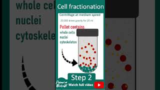 Cell fractionation explained in 1 minutes  Cell bio in 1 minute series [upl. by Card]