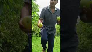 చెట్లకు పండిన రకరకాల మామిడి పళ్ళు A variety of mangoes grown on trees  mango fruits [upl. by Adnahsam100]