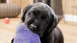 Labrador Puppies Just Like To Chew Your Toes [upl. by Akimet886]