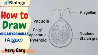 Chlamydomonas Diagram class 8How to Draw Chlamydomonasalgae diagram class 8 [upl. by Eda]