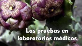 LOS BENEFICIOS DE LA CARALLUMA FIMBRIATA [upl. by Eitteb446]