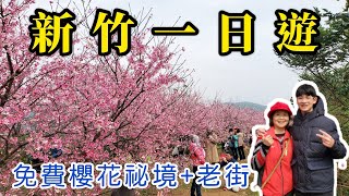 【新竹一日遊】賞櫻趣🌸，免費新竹關西櫻花祕境內灣老街走走吃美食😋，客家板條好好吃ㄛ，家庭旅遊，一日遊推薦 [upl. by Mihar]