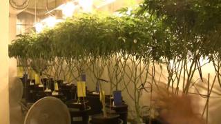 22 CIATV  Das GrowshopSpezial 2 AufzuchtVermehrung [upl. by Trahern]