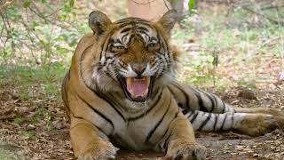 HCL and The Habitats Trust present – The Royal Bengal Tigers of India [upl. by Sonitnatsok]