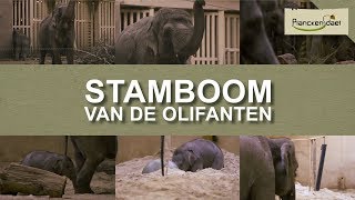 De stamboom van onze olifantenfamilie  wie is wie en hoe kan je ze herkennen [upl. by Yensehc]