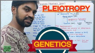 Pleiotropy  Pleiotropic genes  Genetics [upl. by Estren]