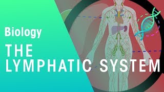 The Lymphatic System  Health  Biology  FuseSchool [upl. by Neall]