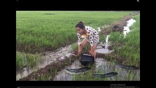 Amazing Fishing At Battambang  Beautiful Girl Fishing  How To Catch Fish By Hand SH Part 17 [upl. by Peonir]