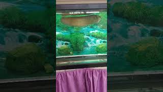 Arowana tank shortaquarium arowana shorts [upl. by Anileuqcaj457]