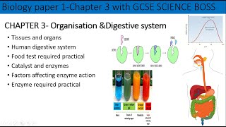 Chapter 3B1AQA Organisation and digestive systemFull chapter revisionGCSEGrade 49 [upl. by Garnet]